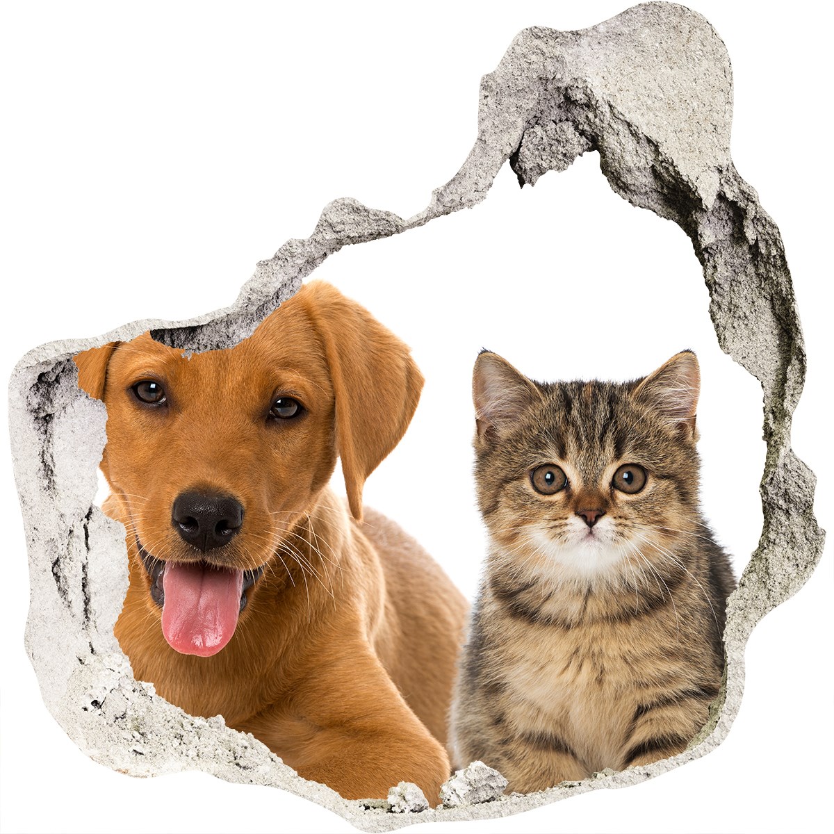 Aufkleber Wandbild 3D Loch Wandsticker Poster Deko 100x100 cm Hund und Katze 