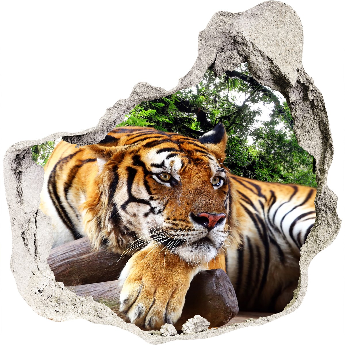 Tiger auf Felsen 125x125 cm Wandaufkleber Klebefolie 3D Optik Aufkleber Loch