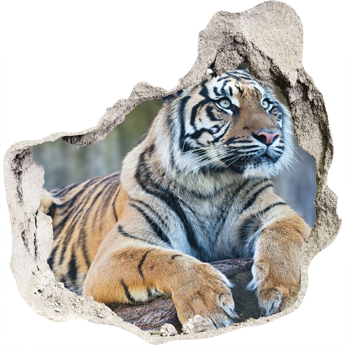 Tiger Motive 125x125 cm Aufkleber Wandsticker Wandtattoo Klebefolie Poster